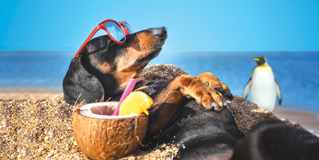 dog on beach