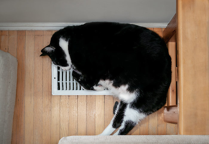 cat laying on air vent 