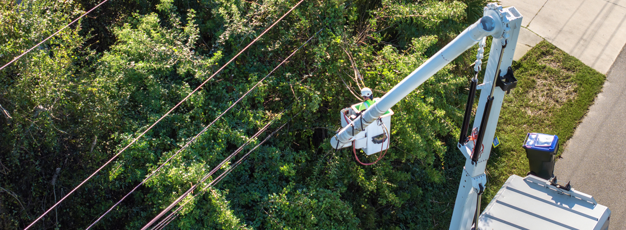 Tree Management