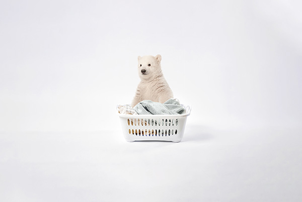 bear in laundry basket
