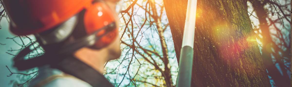 Worker pruning tree limbs