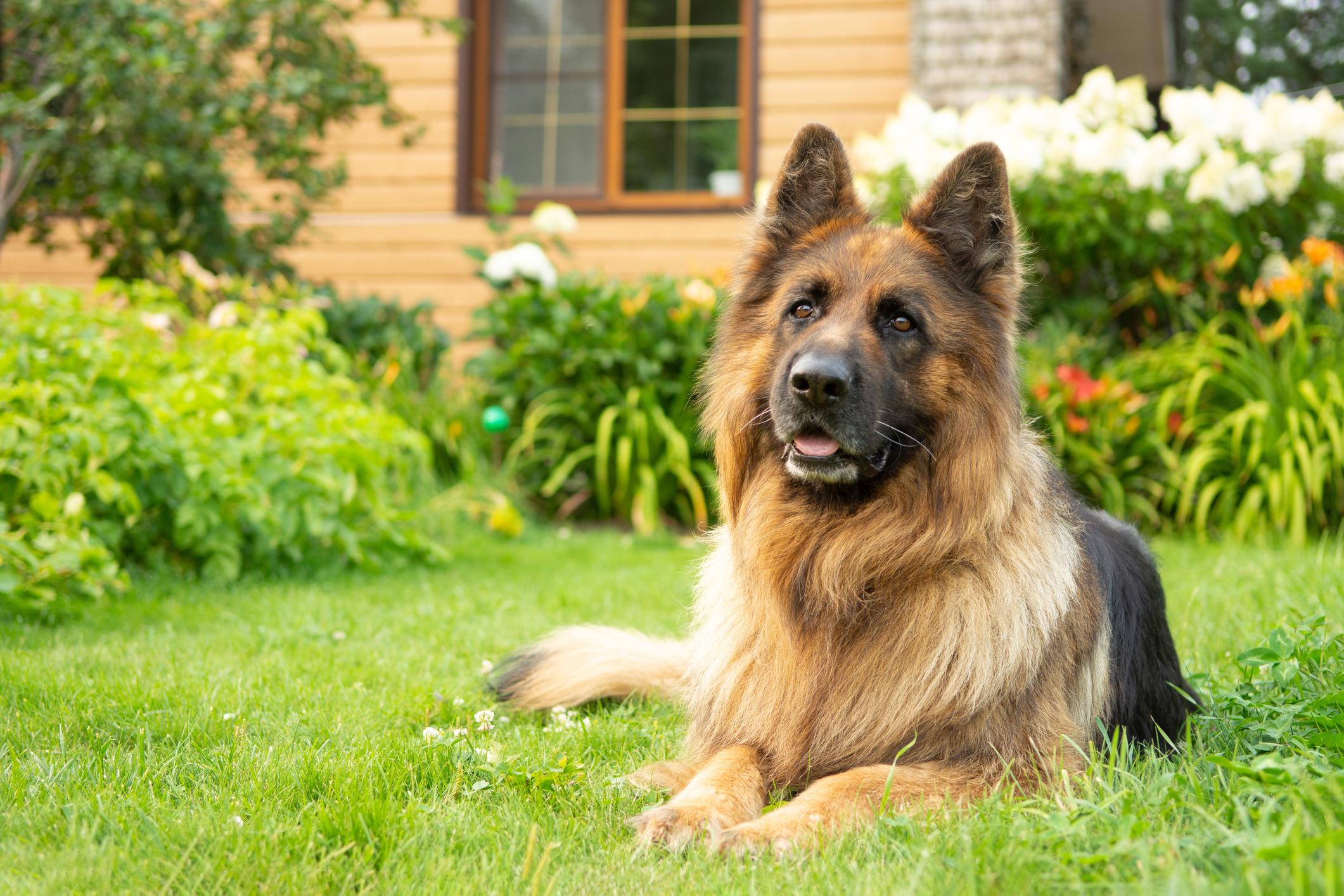 dog in yard