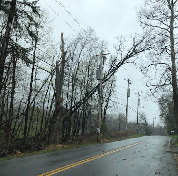 Trees on power line in Beacon