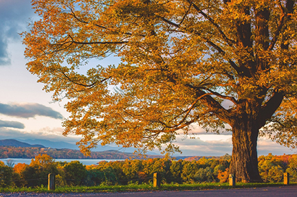 FallFoliage2018winner.jpg