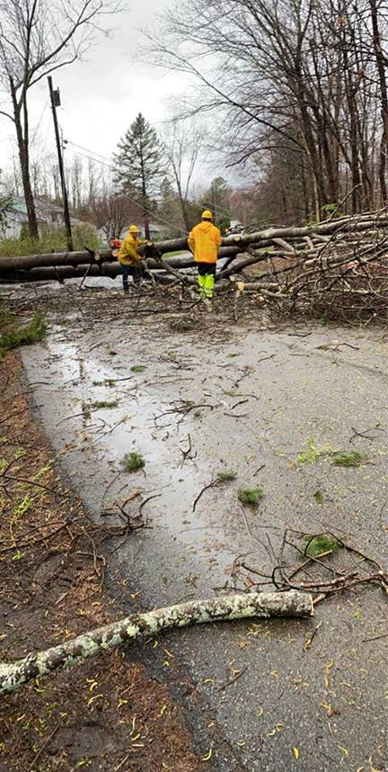 Fallen tree on Sodando Road