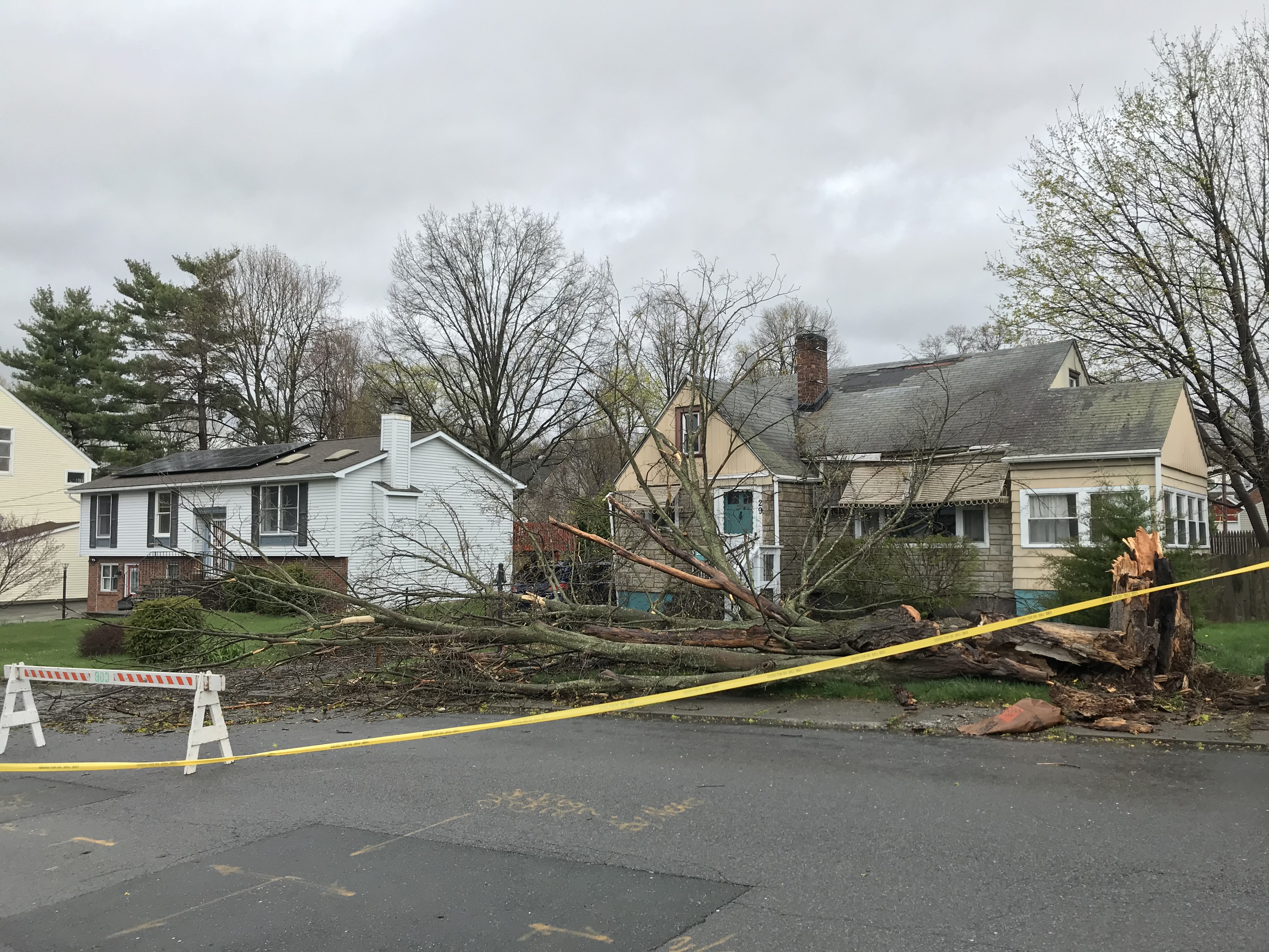 Downed tree on Barrett Place