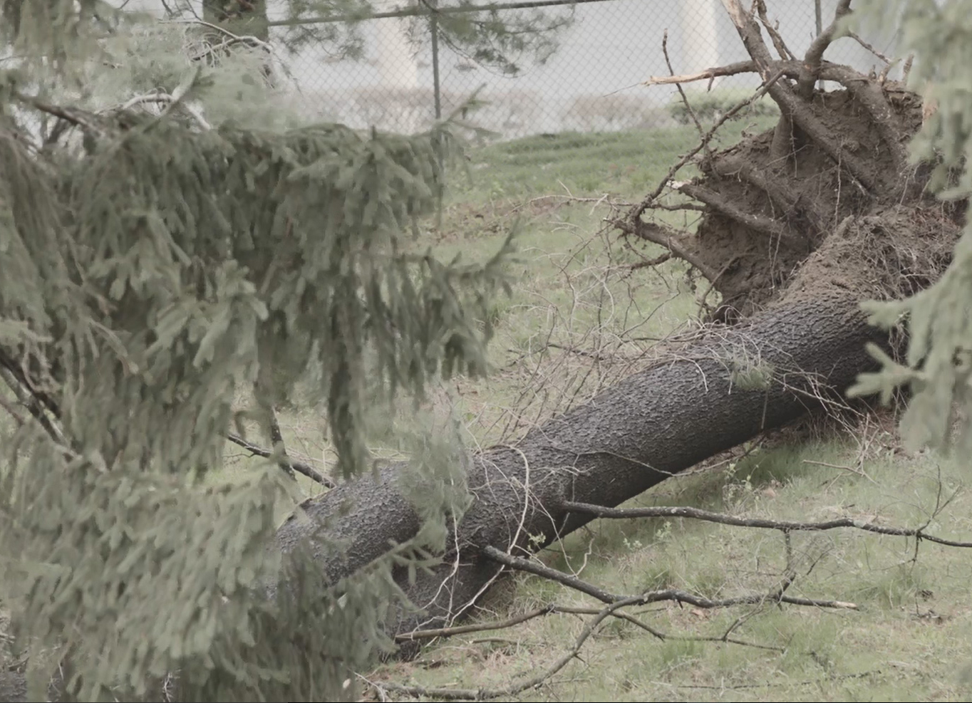 Tree falls in City of Poughkeepsie