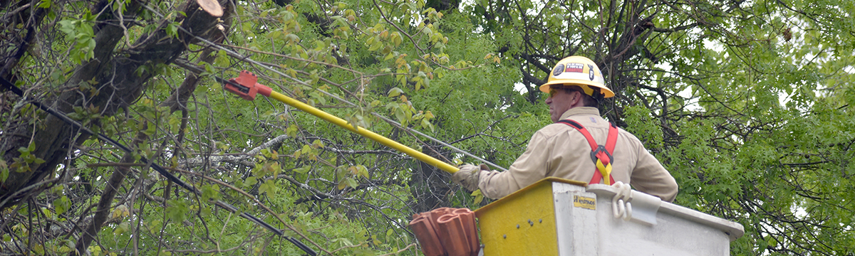 A worker removing tree limbs