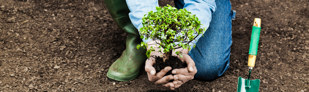 A person planting a tree