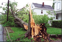 storms_minimizing_tree1.jpg