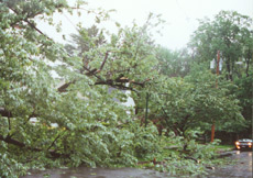 storms_minimizing_tree2.jpg