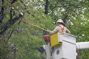 A worker removing tree limbs