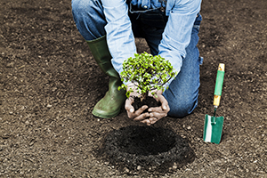 A person planting a tree