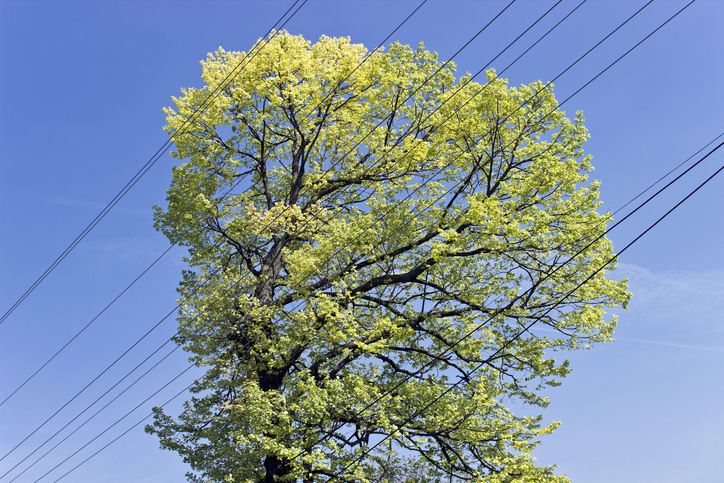 tree and power lines